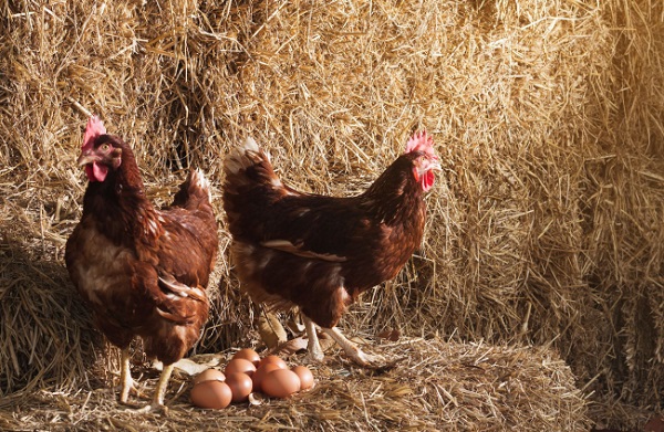 Ahuevo Cap ¿Quién fue primero, la gallina o el huevo? Cap. 2 – ¡Te vas a enterar!
